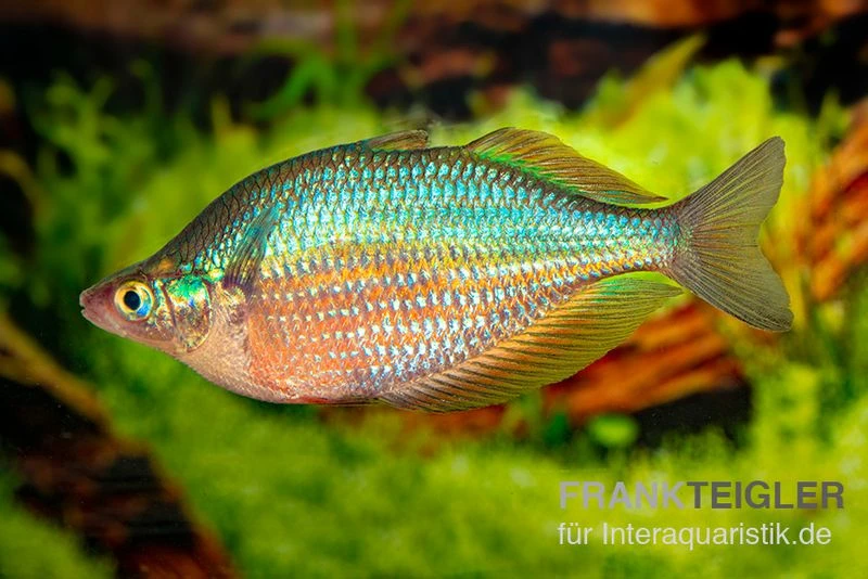 Dorityi-Regenbogenfisch, Glossolepis Dorityi, 5 Tiere 2 Dorityi-Regenbogenfisch, Glossolepis Dorityi, 5 Tiere – Bild 2