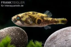 Glühaugen-Kugelfisch, Tetraodon Cutcutia -EHEIM || sera || AQUATLANTIS Verkaufsgeschäft Gluehaugen Kugelfisch Tetraodon cutcutia 3