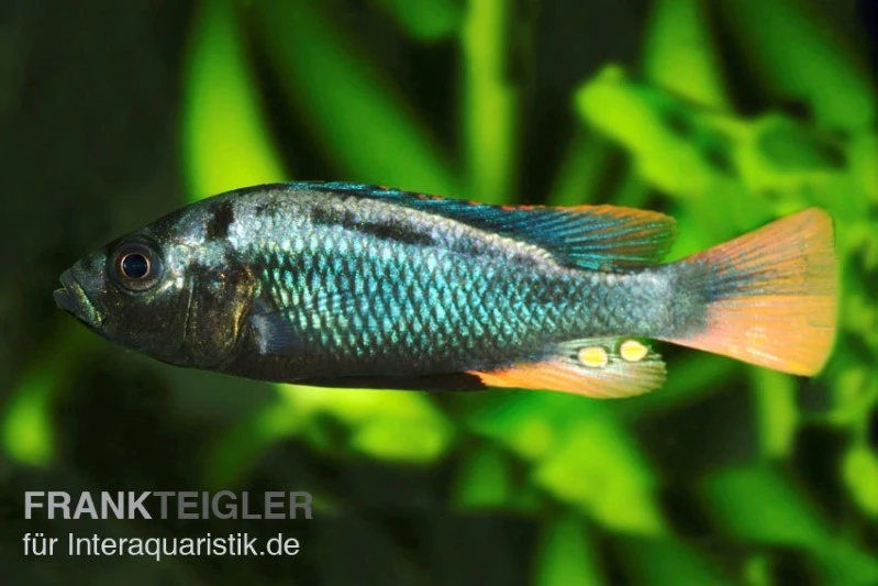 Glühkohlenmaulbrüter, Astatotilapia Nubila 1 Glühkohlenmaulbrüter, Astatotilapia Nubila