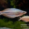 Goldie-Fluss-Regenbogenfisch, Melanotaenia Goldiei, 5 Tiere