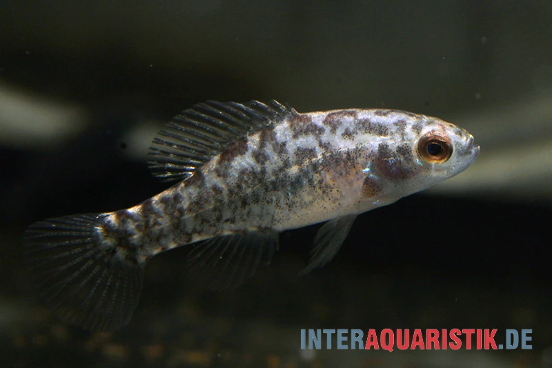 Golfküsten-Zwergschwarzbarsch, Elassoma Gilberti 2 Golfküsten-Zwergschwarzbarsch, Elassoma Gilberti – Bild 2