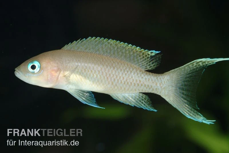 Gracilis-Buntbarsch, Neolamprologus Gracilis 1 Gracilis-Buntbarsch, Neolamprologus Gracilis