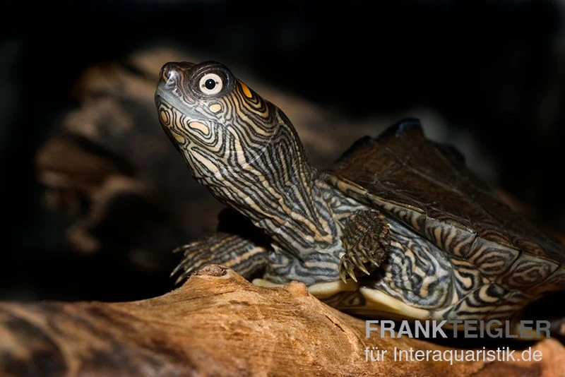 Mississippi Höckerschildkröte, Graptemys Kohnii FZ 2 Mississippi Höckerschildkröte, Graptemys Kohnii FZ – Bild 2