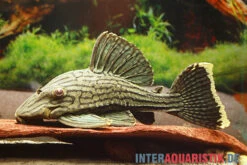 Green Royal Titan Pleco, Panaque Cf. Titan "L418"