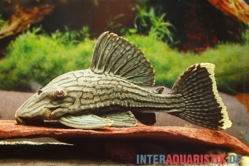 Green Royal Titan Pleco, Panaque Cf. Titan "L418" 1 Green Royal Titan Pleco, Panaque Cf. Titan "L418"