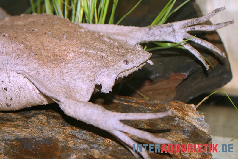 Große Wabenkröte, Pipa Pipa 1 Große Wabenkröte, Pipa Pipa