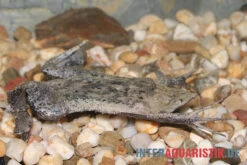 Große Wabenkröte, Pipa Pipa 5 Große Wabenkröte, Pipa Pipa -EHEIM || sera || AQUATLANTIS Verkaufsgeschäft Grosse Wabenkroete Pipa pipa 3