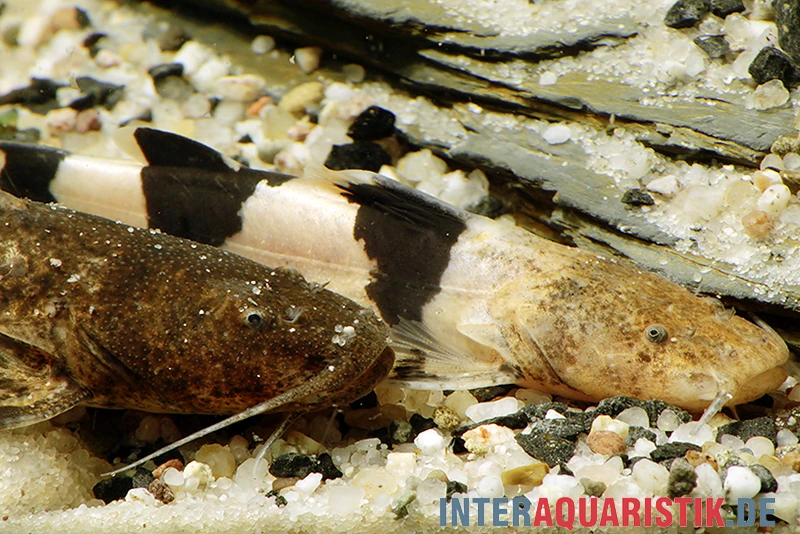 Großer Harlekinwels, Pseudopimelodus Bufonius 1 Großer Harlekinwels, Pseudopimelodus Bufonius