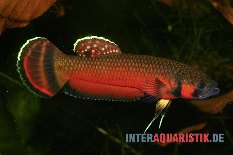 Großmaul-Kampffisch, Betta Macrostoma, Paarweise 1 Großmaul-Kampffisch, Betta Macrostoma, Paarweise