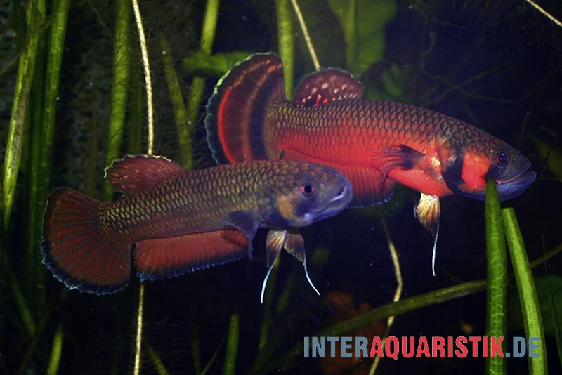 Großmaul-Kampffisch, Betta Macrostoma, Paarweise 2 Großmaul-Kampffisch, Betta Macrostoma, Paarweise – Bild 2