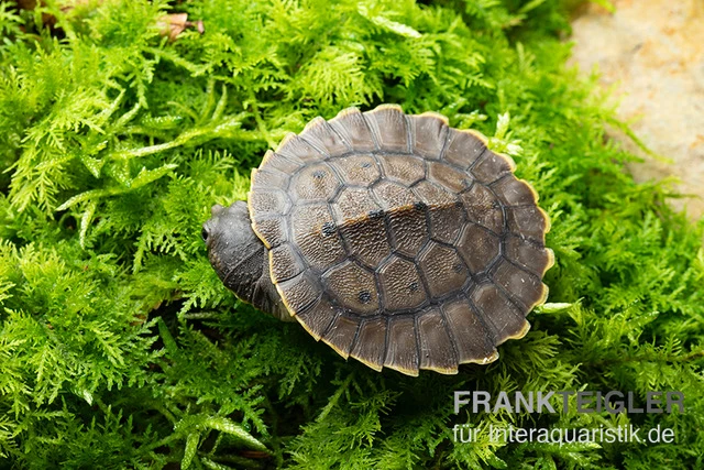 Grüne Spitzkopfschildkröte, Elseya Branderhorsti 1 Grüne Spitzkopfschildkröte, Elseya Branderhorsti
