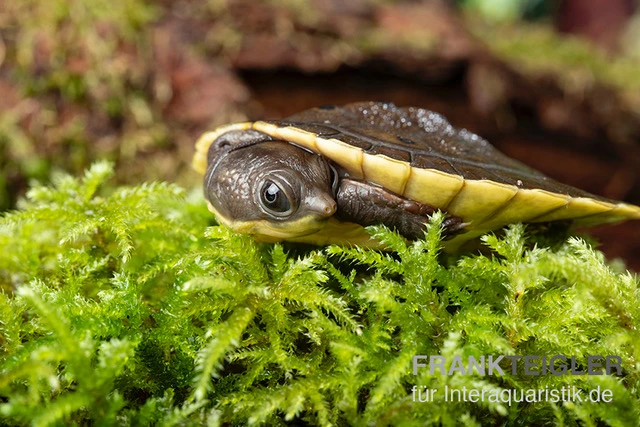 Grüne Spitzkopfschildkröte, Elseya Branderhorsti 2 Grüne Spitzkopfschildkröte, Elseya Branderhorsti – Bild 2