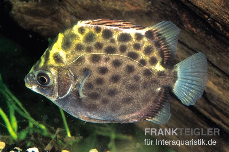 Grüner Argusfisch, Scatophagus Argus Argus 1 Grüner Argusfisch, Scatophagus Argus Argus