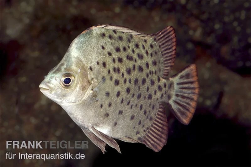 Grüner Argusfisch, Scatophagus Argus Argus 2 Grüner Argusfisch, Scatophagus Argus Argus – Bild 2