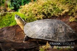 Guyana-Erdschildkröte, Rhinoclemmys Punctularia -EHEIM || sera || AQUATLANTIS Verkaufsgeschäft Guyana Erdschildkroete Rhinoclemmys punctularia 3