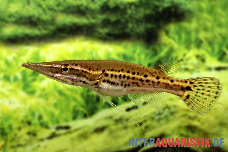 Hechtkopf, Luciocephalus Pulcher 1 Hechtkopf, Luciocephalus Pulcher