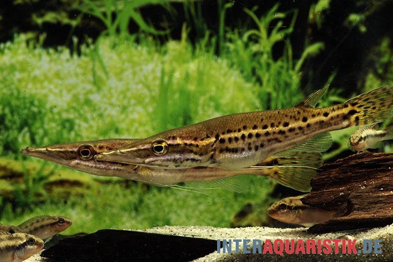 Hechtkopf, Luciocephalus Pulcher 2 Hechtkopf, Luciocephalus Pulcher – Bild 2