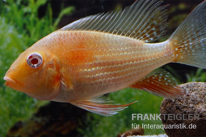Heckels Buntbarsch Albino, Acarichthys Heckelii 2 Heckels Buntbarsch Albino, Acarichthys Heckelii – Bild 2