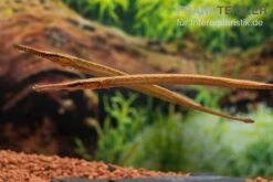 Heterosoma-Süßwassernadel, Doryichthys Heterosoma (Long Mouth Pipefish) 19 Heterosoma-Süßwassernadel, Doryichthys Heterosoma (Long Mouth Pipefish) -EHEIM || sera || AQUATLANTIS Verkaufsgeschäft Heterosoma Suesswassernadel Doryichthys heterosoma 10