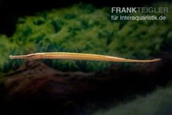 Heterosoma-Süßwassernadel, Doryichthys Heterosoma (Long Mouth Pipefish) 12 Heterosoma-Süßwassernadel, Doryichthys Heterosoma (Long Mouth Pipefish) -EHEIM || sera || AQUATLANTIS Verkaufsgeschäft Heterosoma Suesswassernadel Doryichthys heterosoma 3