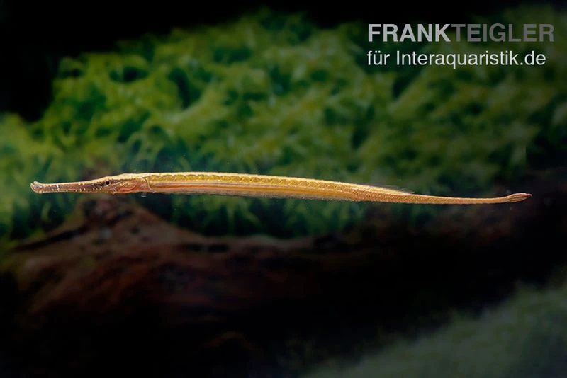 Heterosoma-Süßwassernadel, Doryichthys Heterosoma (Long Mouth Pipefish) 3 Heterosoma-Süßwassernadel, Doryichthys Heterosoma (Long Mouth Pipefish) – Bild 3