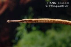 Heterosoma-Süßwassernadel, Doryichthys Heterosoma (Long Mouth Pipefish) 13 Heterosoma-Süßwassernadel, Doryichthys Heterosoma (Long Mouth Pipefish) -EHEIM || sera || AQUATLANTIS Verkaufsgeschäft Heterosoma Suesswassernadel Doryichthys heterosoma 4