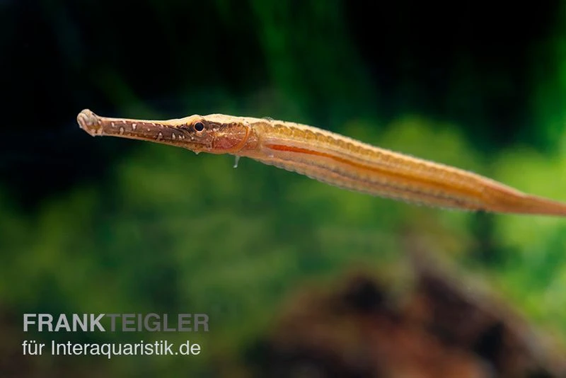 Heterosoma-Süßwassernadel, Doryichthys Heterosoma (Long Mouth Pipefish) 5 Heterosoma-Süßwassernadel, Doryichthys Heterosoma (Long Mouth Pipefish) – Bild 5