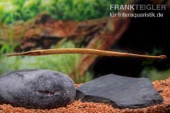 Heterosoma-Süßwassernadel, Doryichthys Heterosoma (Long Mouth Pipefish) 15 Heterosoma-Süßwassernadel, Doryichthys Heterosoma (Long Mouth Pipefish) -EHEIM || sera || AQUATLANTIS Verkaufsgeschäft Heterosoma Suesswassernadel Doryichthys heterosoma 6