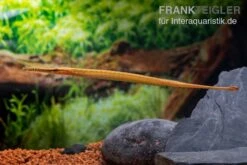 Heterosoma-Süßwassernadel, Doryichthys Heterosoma (Long Mouth Pipefish) 17 Heterosoma-Süßwassernadel, Doryichthys Heterosoma (Long Mouth Pipefish) -EHEIM || sera || AQUATLANTIS Verkaufsgeschäft Heterosoma Suesswassernadel Doryichthys heterosoma 8