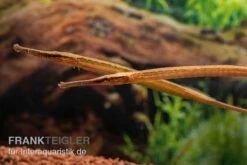 Heterosoma-Süßwassernadel, Doryichthys Heterosoma (Long Mouth Pipefish) 18 Heterosoma-Süßwassernadel, Doryichthys Heterosoma (Long Mouth Pipefish) -EHEIM || sera || AQUATLANTIS Verkaufsgeschäft Heterosoma Suesswassernadel Doryichthys heterosoma 9