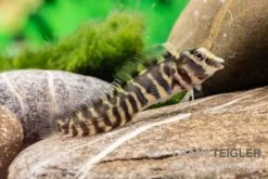 Heyligeri-Schleimfisch, Phenablennius Heyligeri 7 Heyligeri-Schleimfisch, Phenablennius Heyligeri -EHEIM || sera || AQUATLANTIS Verkaufsgeschäft Heyligeri Schleimfisch Phenablennius heyligeri neu 3