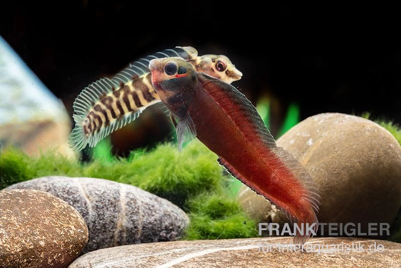 Heyligeri-Schleimfisch, Phenablennius Heyligeri 2 Heyligeri-Schleimfisch, Phenablennius Heyligeri – Bild 2