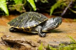 Hieroglyphen-Schmuckschildkröte, Pseudemys Concinna Concinna FZ -EHEIM || sera || AQUATLANTIS Verkaufsgeschäft Hieroglyphen Schmuckschildkroete Pseudemys concinna concinna 3