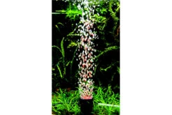 Hobby Bubble Air Spot Colour & Moon -EHEIM || sera || AQUATLANTIS Verkaufsgeschäft Hobby Bubble Air Spot a