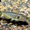Mondfinsterniss-Stachelwels, Horabagrus Brachysoma