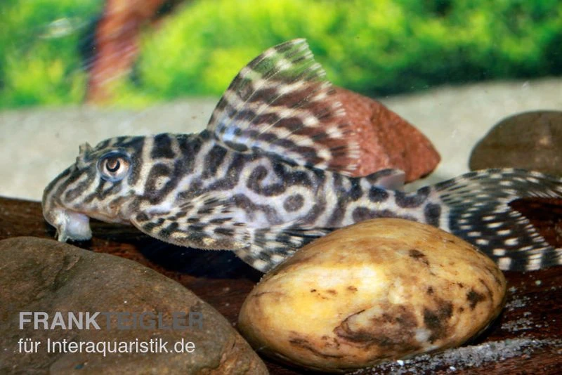 Großer Ozelot-Harnischwels, Hypancistrus Spec. L400, 5-6 Cm 1 Großer Ozelot-Harnischwels, Hypancistrus Spec. L400, 5-6 Cm