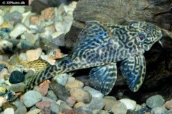 Harnischwels, Hypancistrus Spec. L411 "Monte Duorado", 5-6 Cm