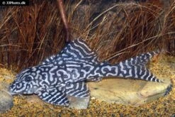 Iriri-Harnischwels, Hypancistrus Spec. L236, 4-5 Cm