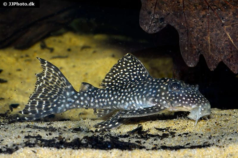 Wels L136a Demini-Engelsharnischwels, Hypancistrus Sp. KLEINE PUNKTE 1 Wels L136a Demini-Engelsharnischwels, Hypancistrus Sp. KLEINE PUNKTE