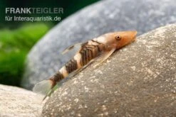 Orange-Otocinclus, Nannoptoma Spec. Orange -EHEIM || sera || AQUATLANTIS Verkaufsgeschäft Hypoptopoma sp Peru Orange 11