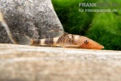 Orange-Otocinclus, Nannoptoma Spec. Orange -EHEIM || sera || AQUATLANTIS Verkaufsgeschäft Hypoptopoma sp Peru Orange 12