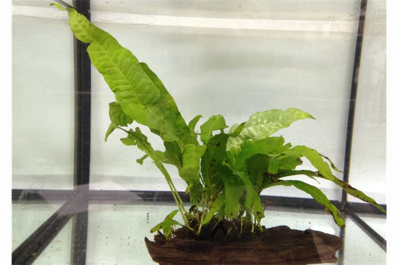 Ordnung Im Barschbecken: Set Aus Rennschnecken Und Einer Bepflanzten Wurzel 2 Ordnung Im Barschbecken: Set Aus Rennschnecken Und Einer Bepflanzten Wurzel – Bild 2