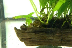 Kleine Putz-Truppe: 3x Rennschnecke + 5x Turmdeckelschnecke -EHEIM || sera || AQUATLANTIS Verkaufsgeschäft IMG 0289 2