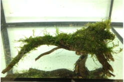 Bundle Scaper Truppe: 10 X Crystal Red Garnele + Mangrovenwurzel Mit Moos -EHEIM || sera || AQUATLANTIS Verkaufsgeschäft IMG 0293