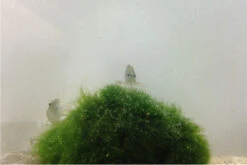 Bundle Große Putz-Truppe: 5 X Rennschnecke + 2 X Tylomelania + 6  X Amanogarnele -EHEIM || sera || AQUATLANTIS Verkaufsgeschäft IMG 0304