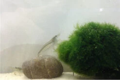 Bundle Große Putz-Truppe: 5 X Rennschnecke + 2 X Tylomelania + 6  X Amanogarnele -EHEIM || sera || AQUATLANTIS Verkaufsgeschäft IMG 0311