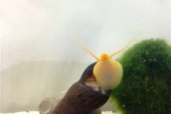 Bundle Große Putz-Truppe: 5 X Rennschnecke + 2 X Tylomelania + 6  X Amanogarnele -EHEIM || sera || AQUATLANTIS Verkaufsgeschäft IMG 0330