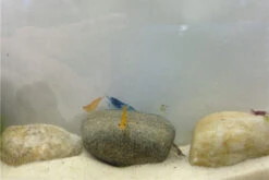 Bundle Bunte Truppe: 10 X Neocaridina Im Farbmix + Javamoos -EHEIM || sera || AQUATLANTIS Verkaufsgeschäft IMG 0352