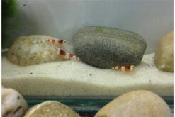 Bundle Scaper Truppe: 10 X Crystal Red Garnele + Mangrovenwurzel Mit Moos -EHEIM || sera || AQUATLANTIS Verkaufsgeschäft IMG 0365