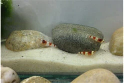 TiBee Starterpack: 5 X Blaue Tigergarnele + 5 X Crystal Red Garnele -EHEIM || sera || AQUATLANTIS Verkaufsgeschäft IMG 0367 1